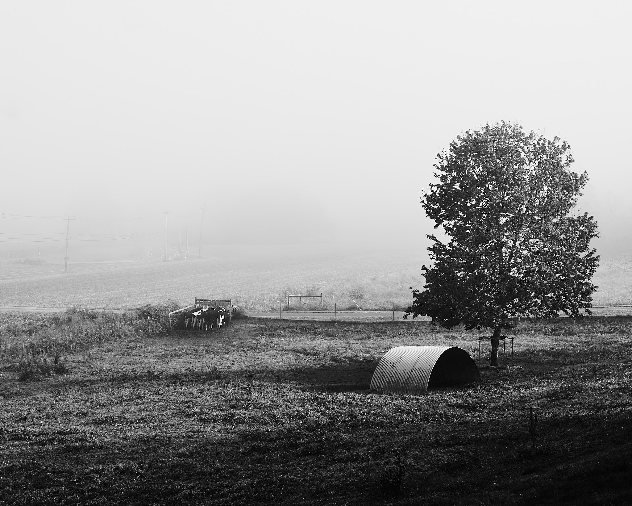 Cows in field